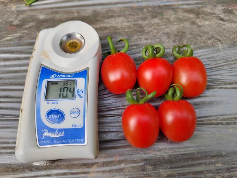 豫艺豫瑞988小番茄种子特甜圣女果樱桃番茄种子糖度高