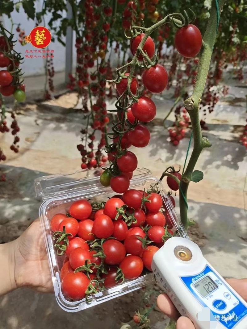 豫瑞988口感粉红番茄种子特甜圣女果樱桃番茄种子糖度高