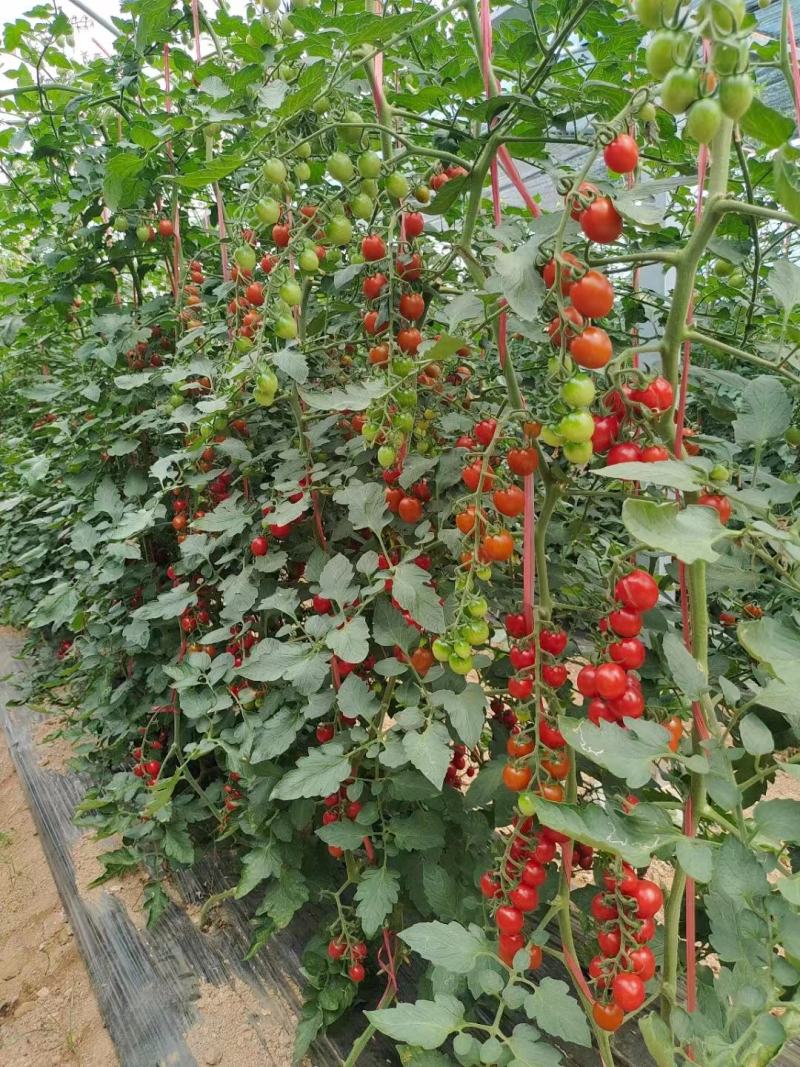 豫瑞988口感粉红番茄种子特甜圣女果樱桃番茄种子糖度高