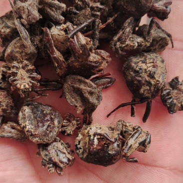 黑蜘蛛新货一手货源量大从优