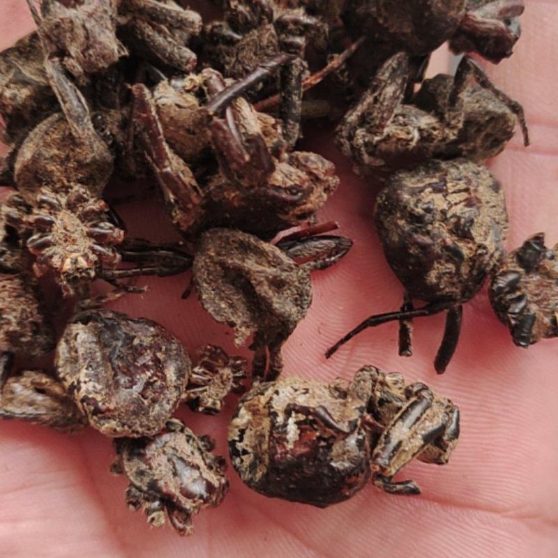 黑蜘蛛新货一手货源量大从优