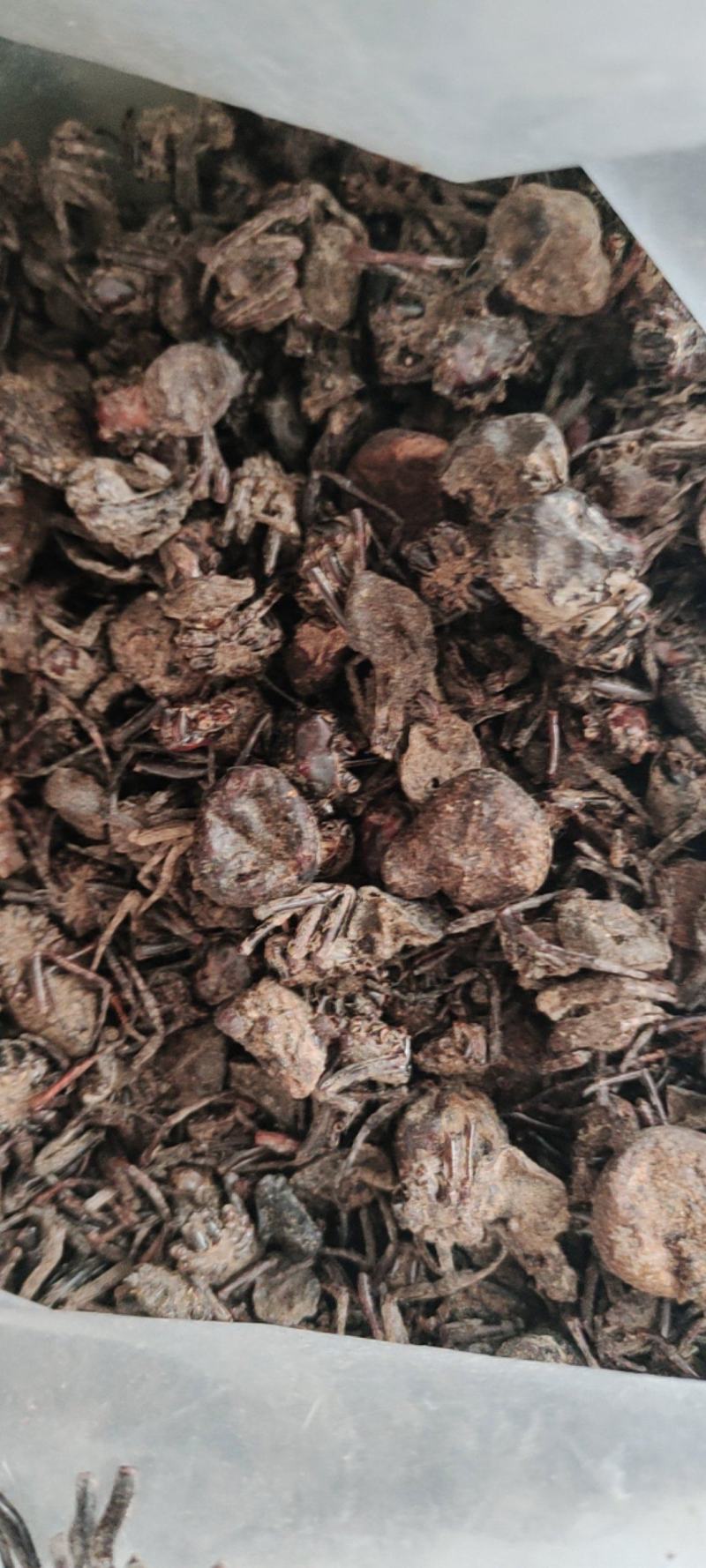 黑蜘蛛新货一手货源量大从优