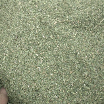 荨麻草