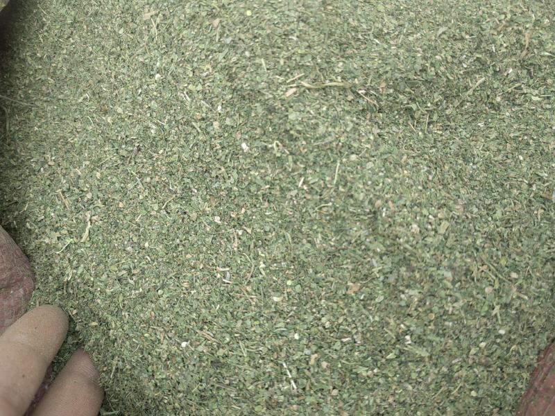 荨麻草