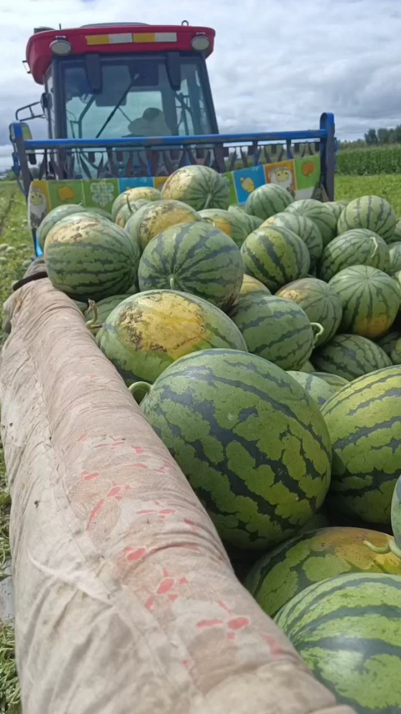 吉林西瓜庆红999大红瓤口感好.产地直发