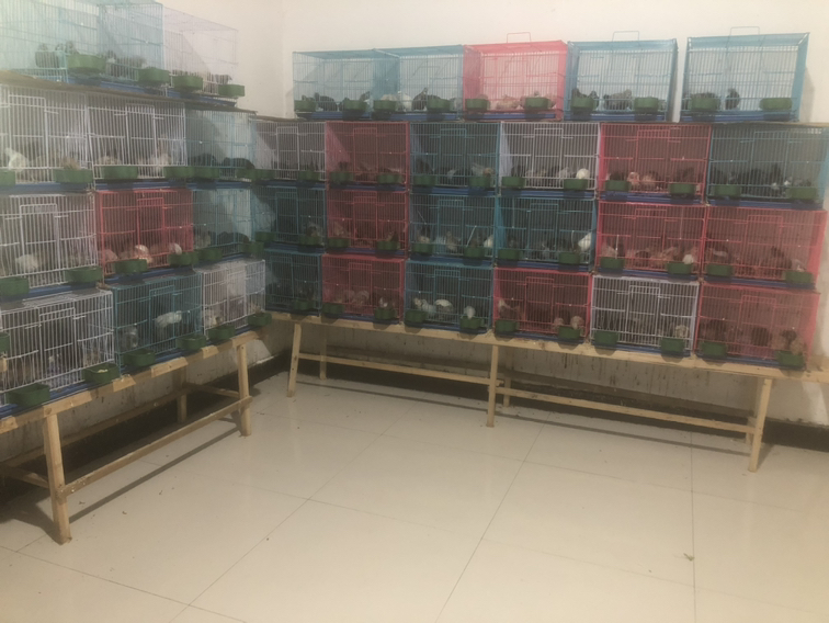 芦丁鸡在产蛋笼中下蛋的场景