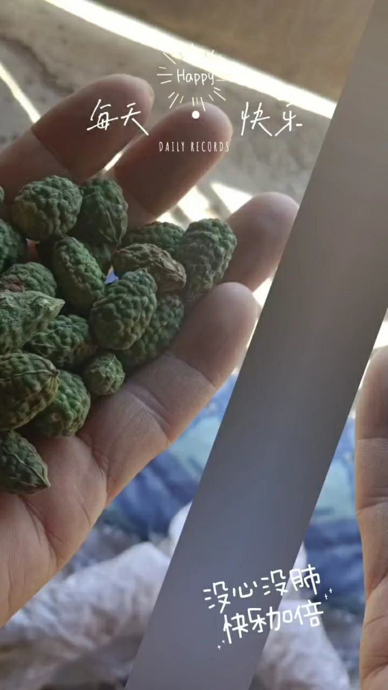 野西瓜量大从优新疆干货欢迎选购！！