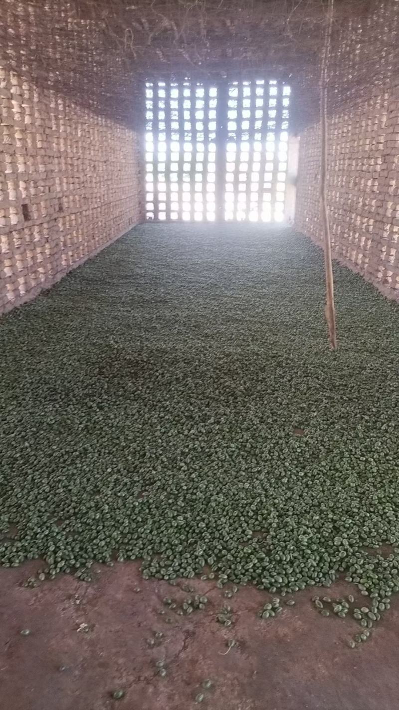 野西瓜量大从优新疆干货欢迎选购！！