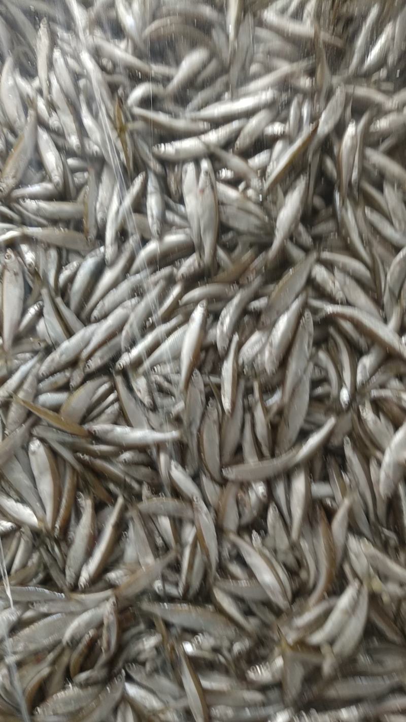 小白条（不开肚）