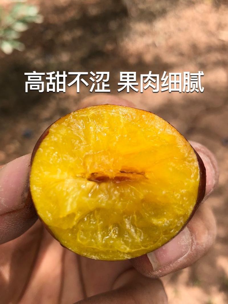 【坏果包赔】新疆伽师法兰西西梅原产地直发一件代发批发团购