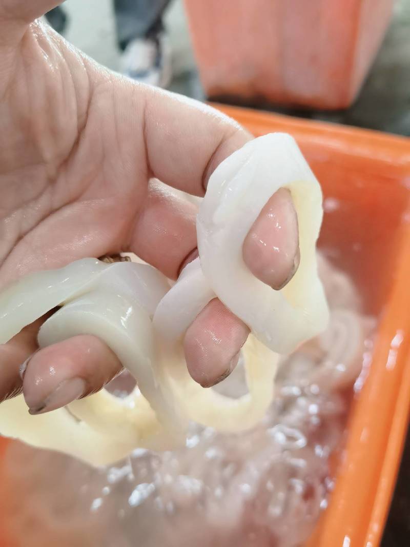 秘鲁鱿鱼残圈边角料