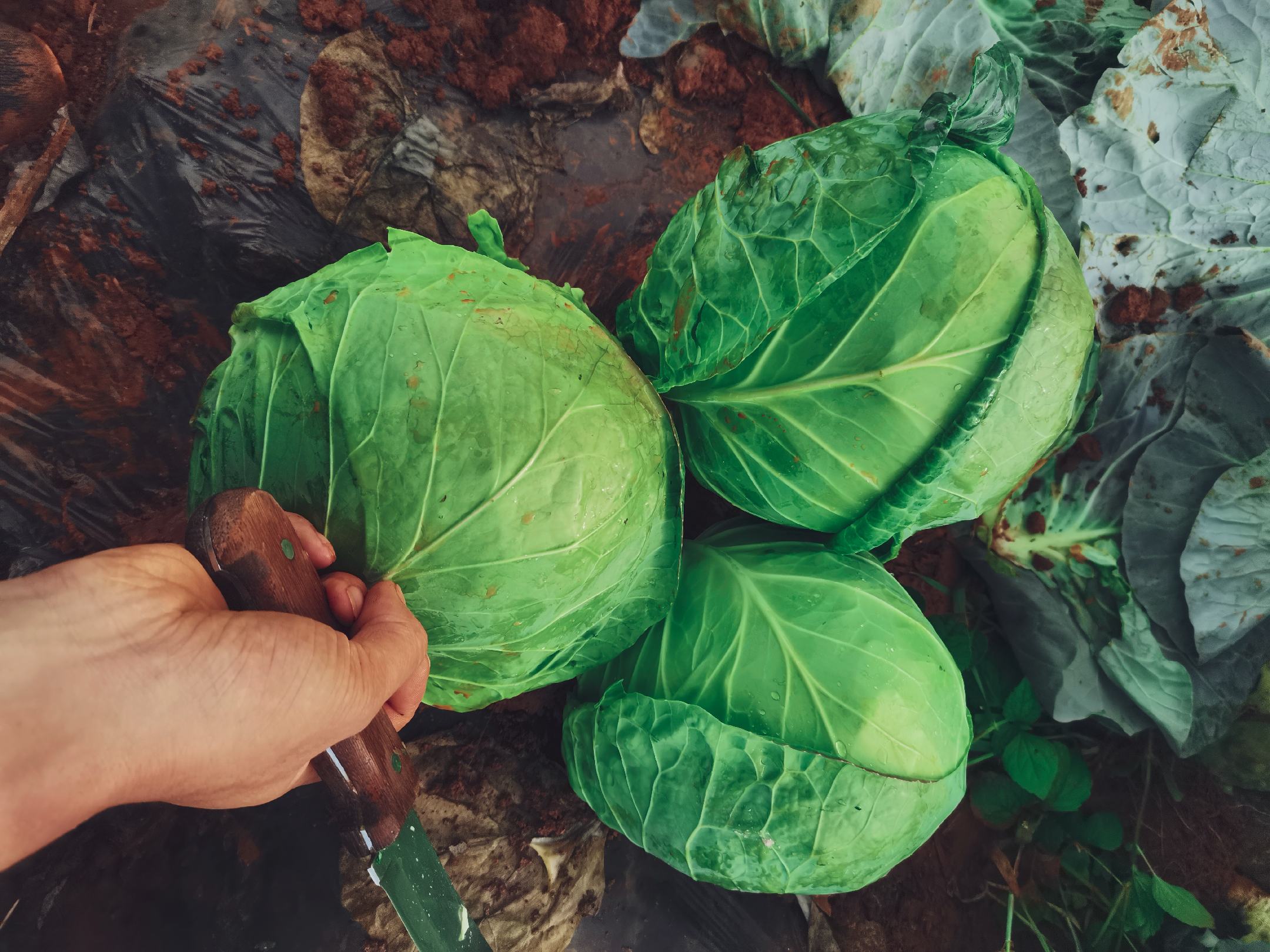 切开的圆甘蓝横截面
