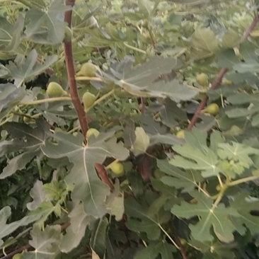 无花果树七年成品