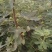 无花果树七年成品