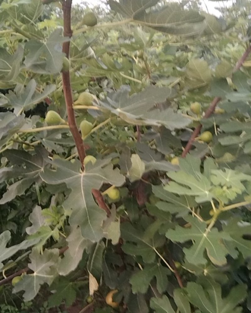 无花果树七年成品