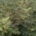 无花果树七年成品