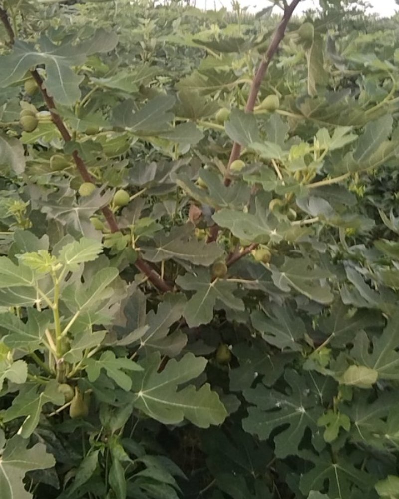 无花果树七年成品