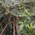 无花果树七年成品
