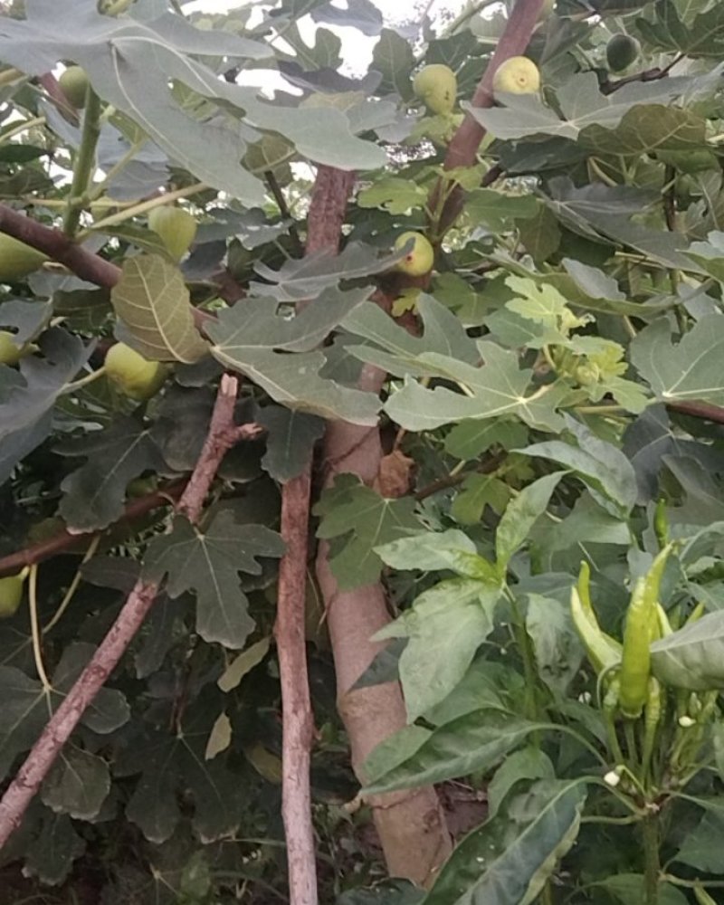 无花果树七年成品