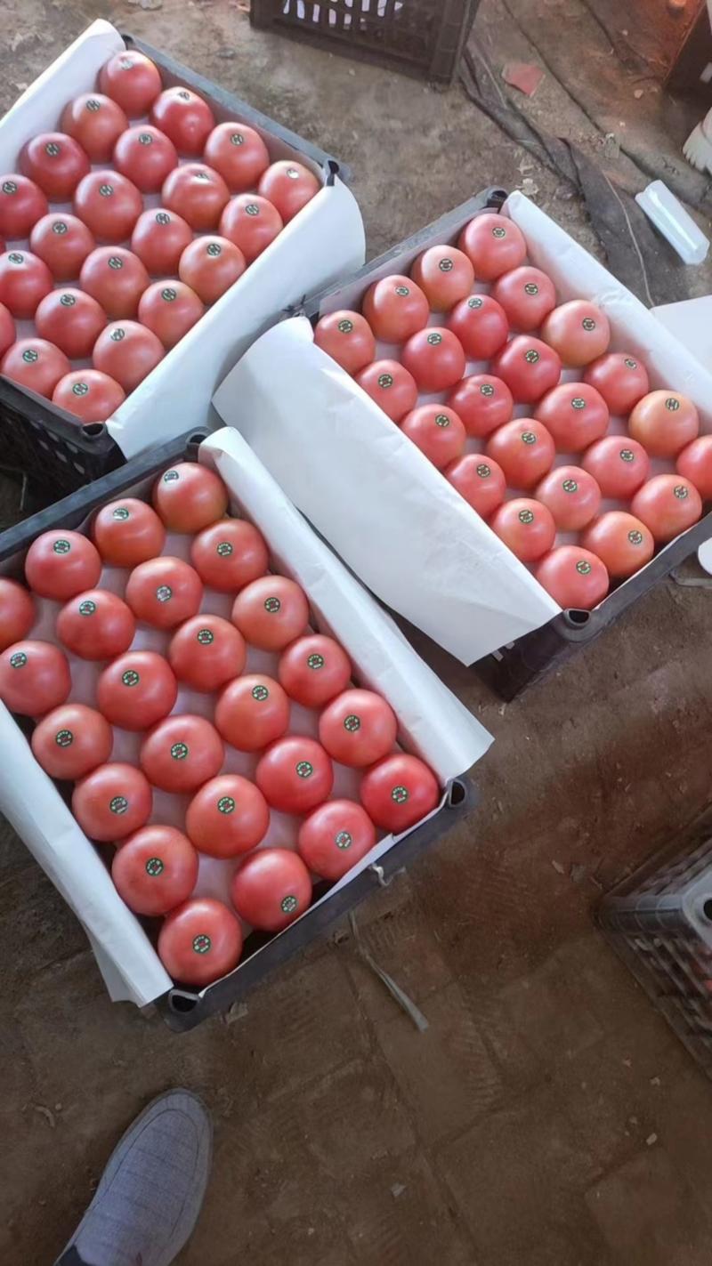 邢台优质硬粉西红柿大量上市，弧三以上