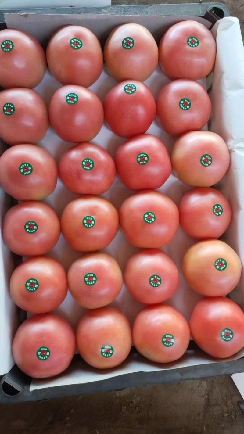 邢台优质硬粉西红柿大量上市，弧三以上