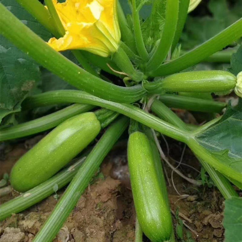 绿皮西葫芦苗香蕉西葫芦苗西葫芦嫁接苗冬悦西葫芦苗