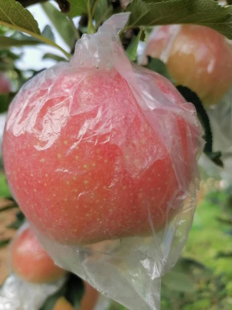 嘎啦苹果上市啦！！！！！平陆高山苹果