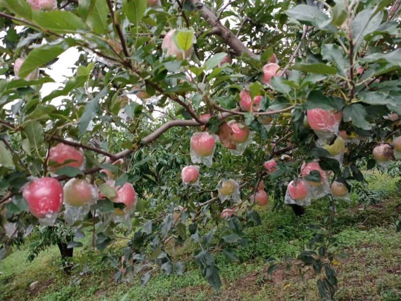 嘎啦苹果上市啦！！！！！平陆高山苹果