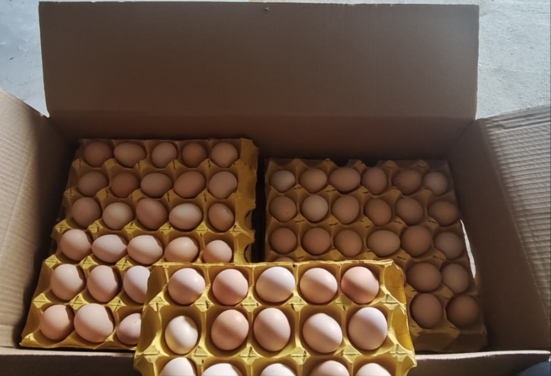 不同人群享用炖鸡蛋的温馨场景