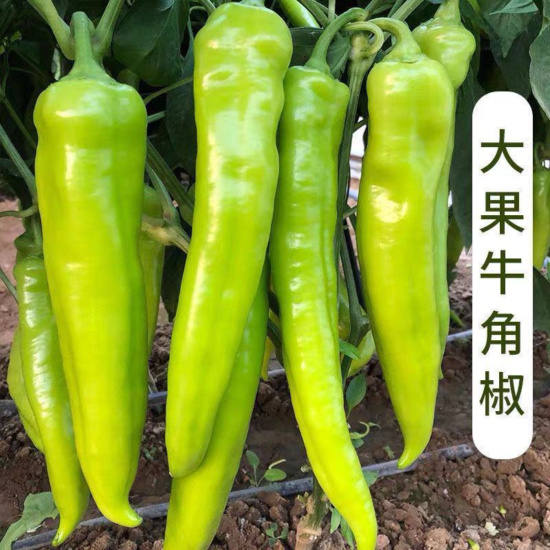 牛角椒苗大果牛角椒苗黄皮牛角椒苗牛角辣椒苗包回收