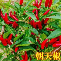 朝天椒苗819辣椒苗天问辣椒苗种苗辣椒苗包回收
