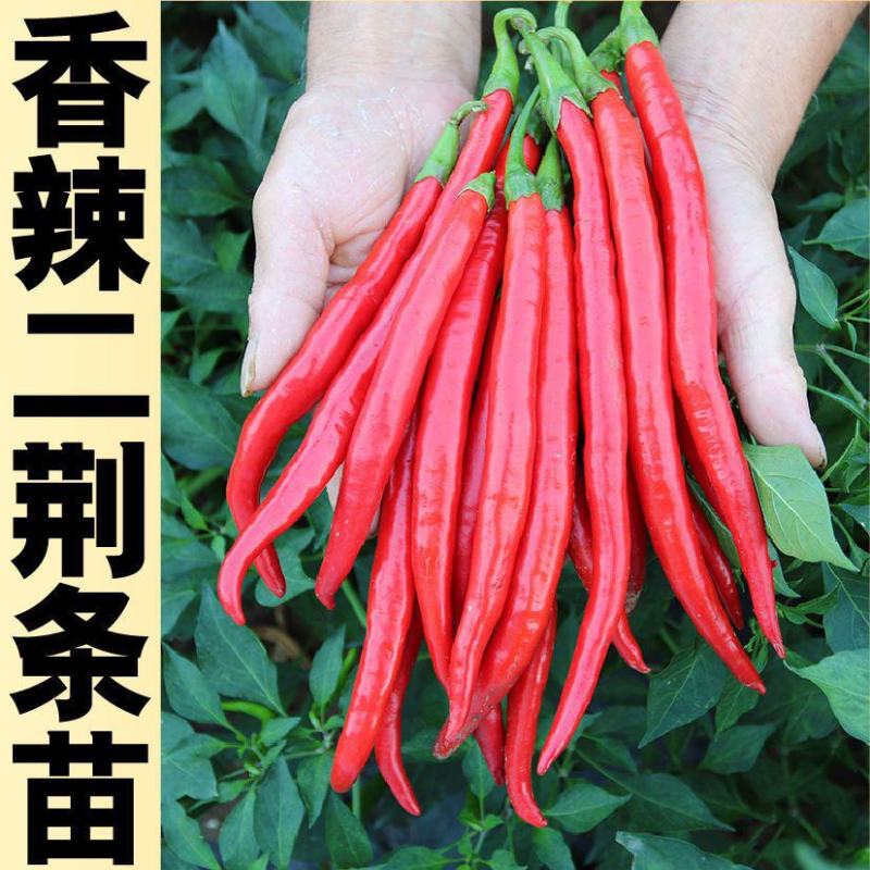 朝天椒苗819辣椒苗天问辣椒苗种苗辣椒苗包回收