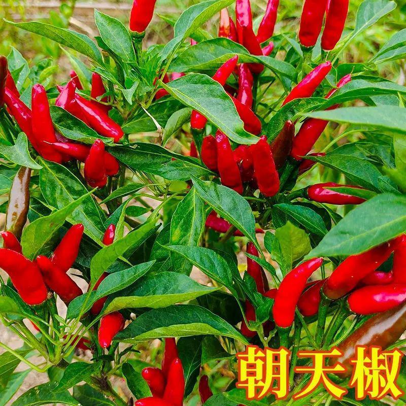 朝天椒苗819辣椒苗天问辣椒苗种苗辣椒苗包回收