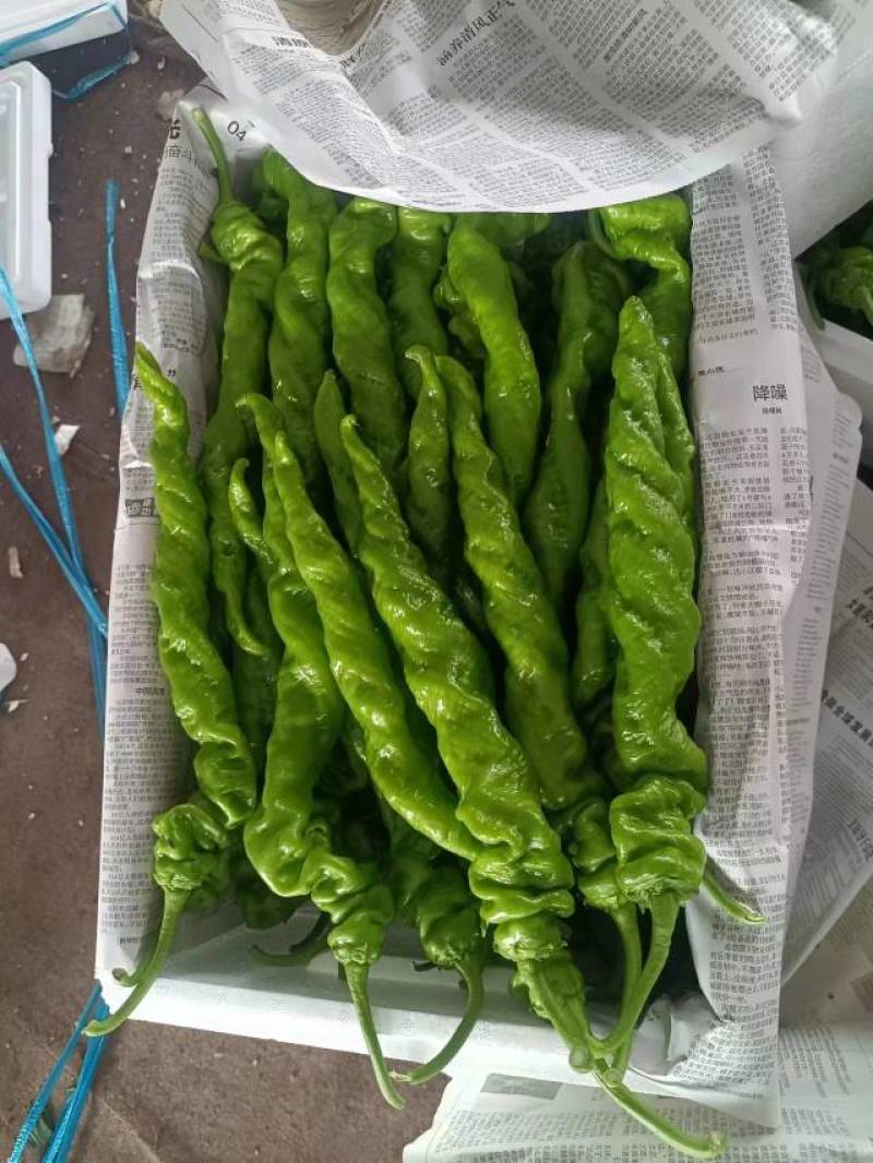 凌海市各种辣椒上市啦