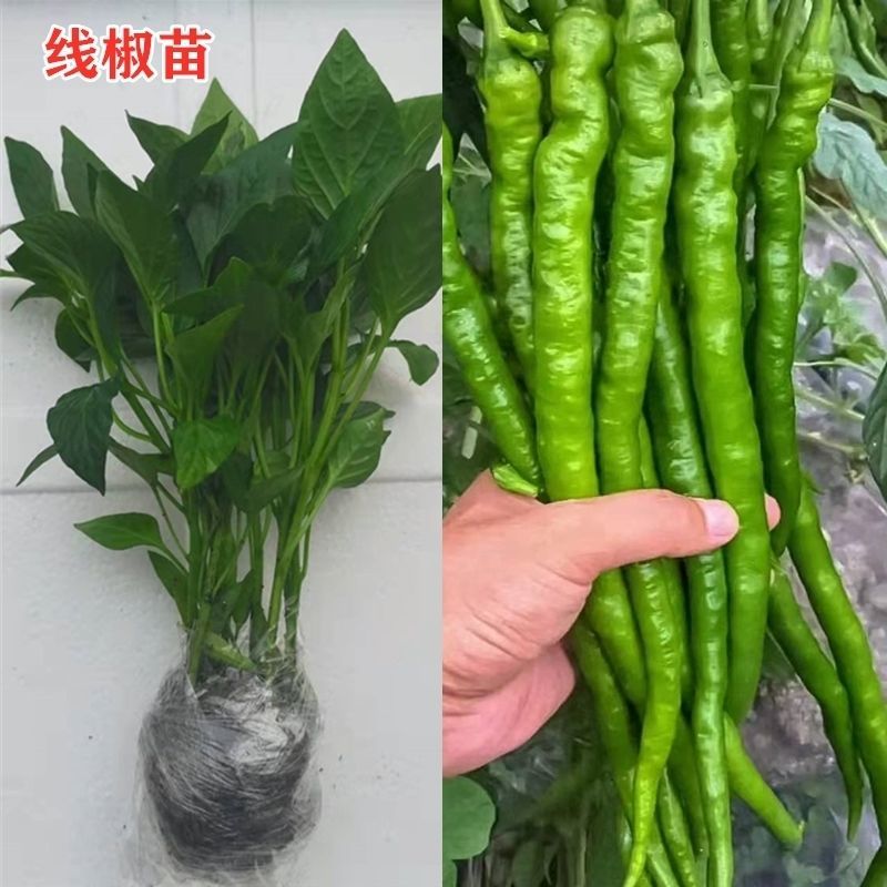 天宇816辣椒苗辣椒苗天宇816朝天椒苗包回收