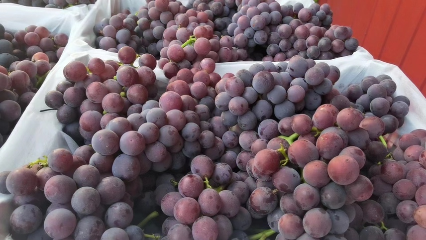 葡萄品种对比图