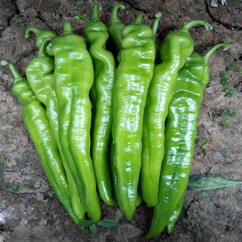 黄皮尖椒苗辣椒苗黄皮辣椒苗黄皮尖辣椒苗包回收