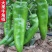 牛角椒苗辣椒苗黄帅916特大牛角椒苗大果牛角椒苗包回收