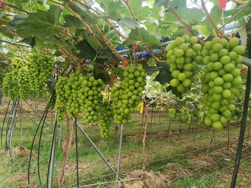 阳光玫瑰葡萄在果园中生长的场景