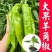 羊角椒苗辣椒苗大果青皮818羊角椒苗羊角辣椒苗包回收