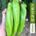 羊角椒苗辣椒苗大果青皮818羊角椒苗羊角辣椒苗包回收