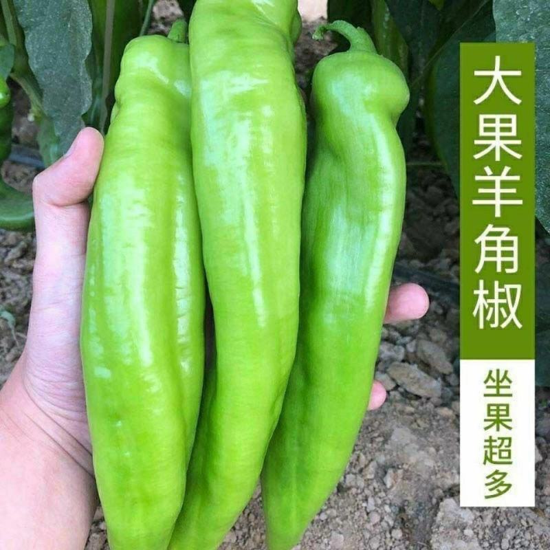 羊角椒苗辣椒苗大果青皮818羊角椒苗羊角辣椒苗包回收