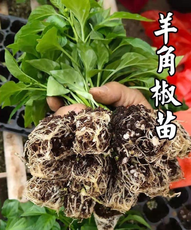 羊角椒苗辣椒苗大果青皮818羊角椒苗羊角辣椒苗包回收