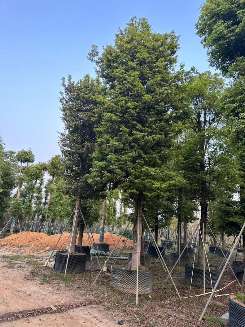 金丝楠木10-15-20-30公分大量现货供应，欢迎联系