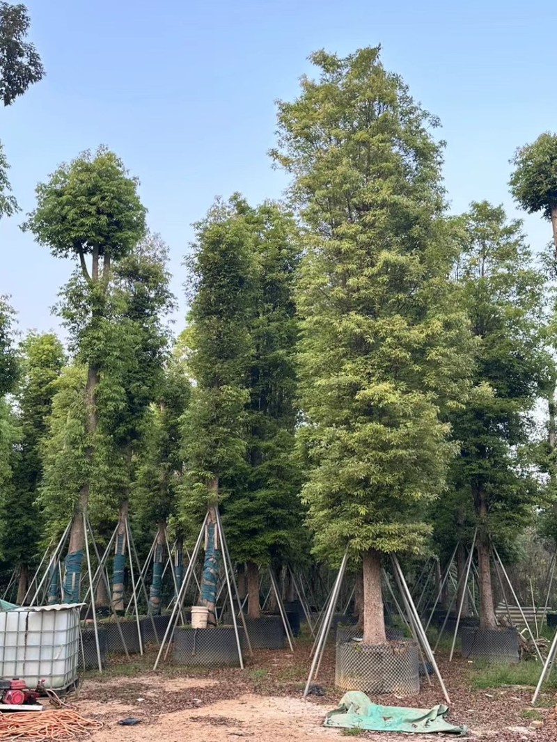 金丝楠木10-15-20-30公分大量现货供应，欢迎联系