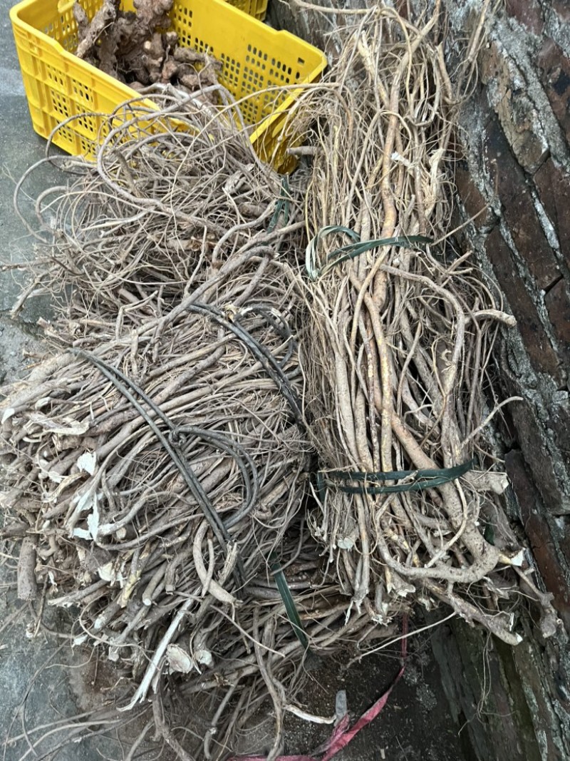 头粒五指毛桃，野生香味浓郁