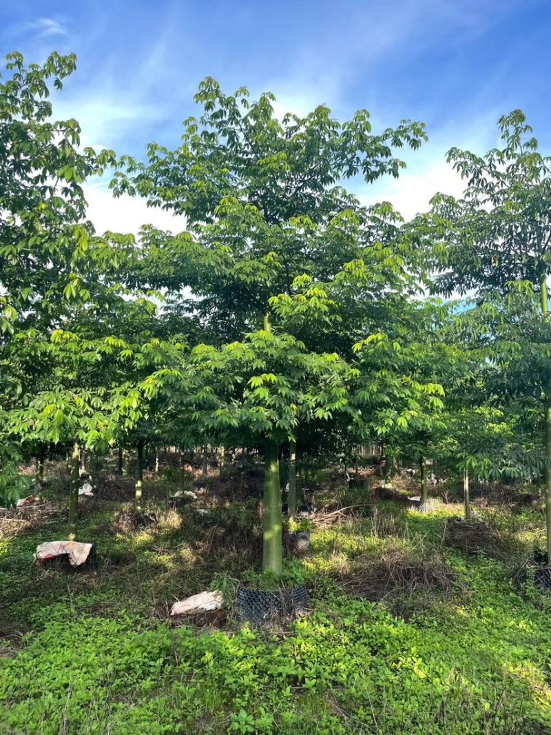 大腹木棉。大小规格都有。支持视频看货欢迎联系