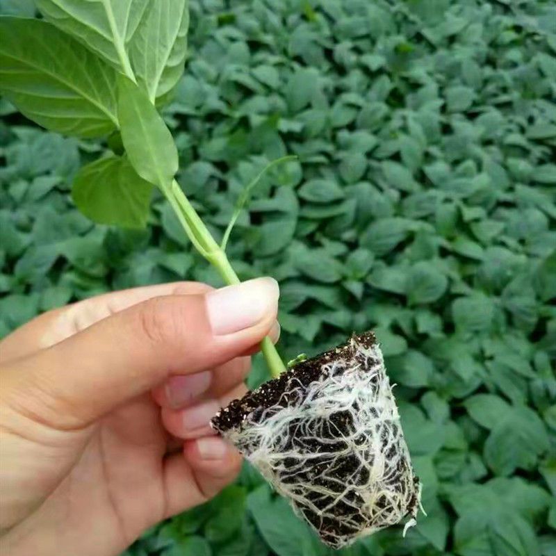 太空椒苗五彩太空椒苗辣椒苗青皮太空椒苗包回收