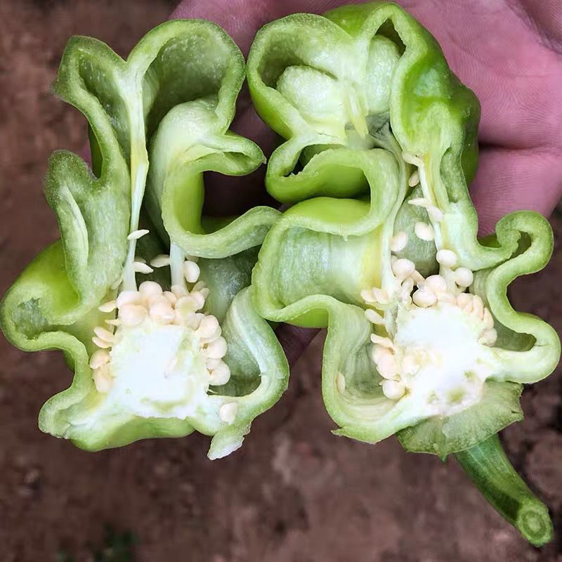 皱皮椒苗小皱皮辣椒苗辣椒苗丑椒苗圆皱皮椒苗包回收
