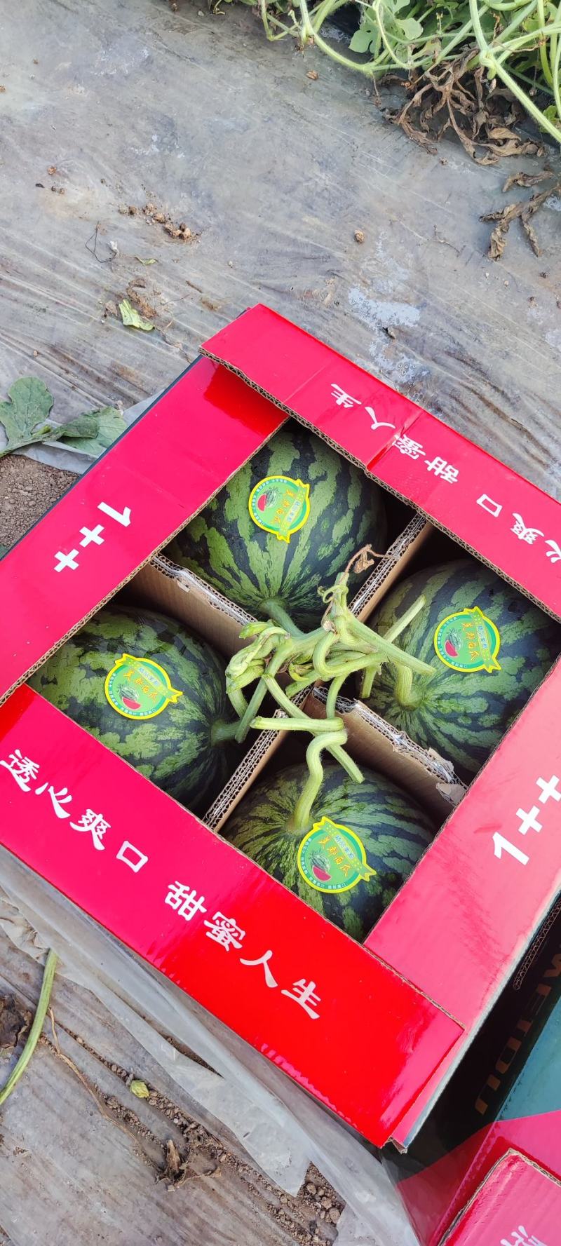 精品美都西瓜